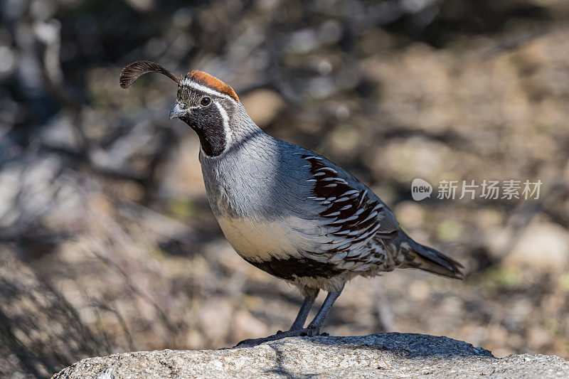 甘贝尔鹌鹑(Callipepla gambelii)是新世界鹌鹑家族中的一种小型地栖鸟。它生活在亚利桑那州、加利福尼亚州和科罗拉多州的沙漠地区。索诺兰沙漠，亚利桑那州。鸡形目,Odontophoridae。